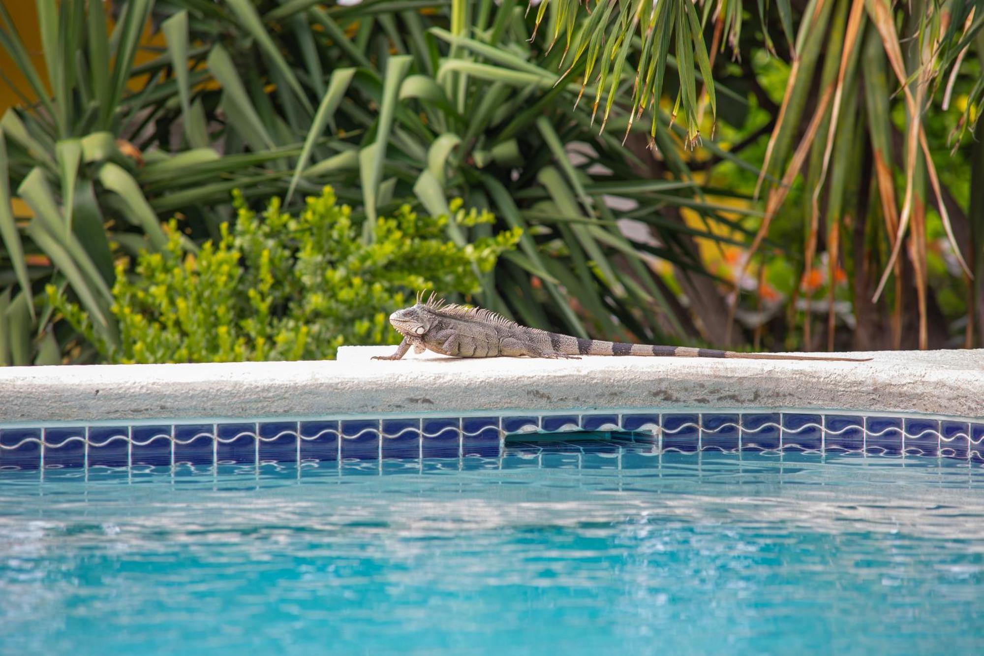Piscadera Bay Resort 24 Willemstad Buitenkant foto